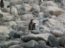 humbold-pinguins1